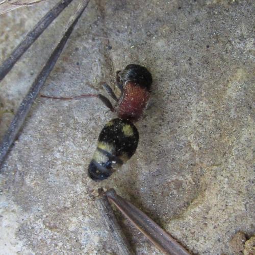 Smicromyrme sp.